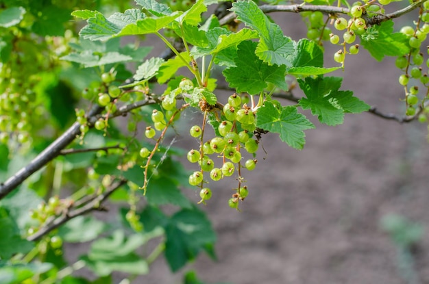 Grüner Johannisbeerstrauch unter Sonnenlicht