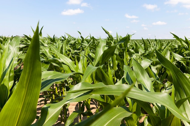 Grüner junger Mais auf einem landwirtschaftlichen Gebiet, ein Feld, auf dem im Frühjahr grüne Sprossen von Zuckermais wachsen