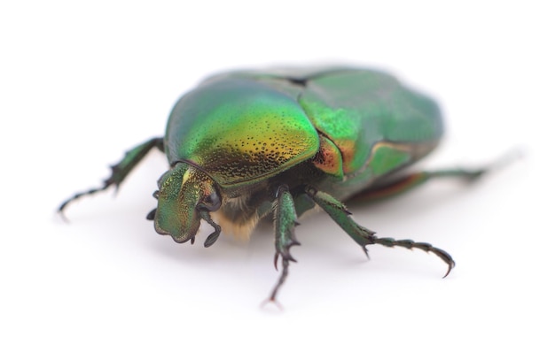 Grüner Käfer isoliert