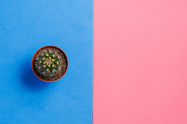 Grüner Kaktus im Topf auf rosa und blauem Pastellfarbhintergrund