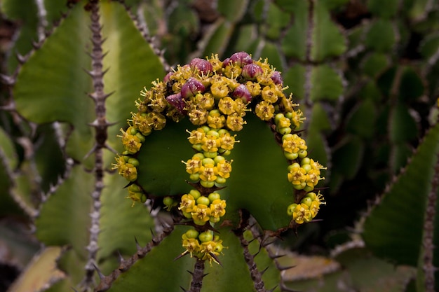 Foto grüner kaktus mit gelben blüten