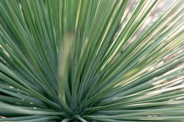 Grüner Kaktus mit langen schmalen Blättern auf unscharfem Hintergrund