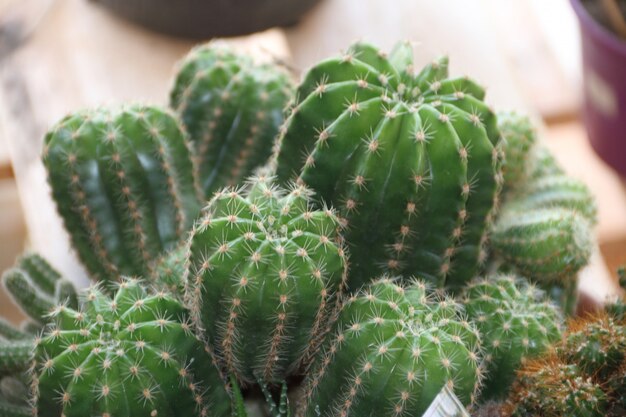 Foto grüner kaktus