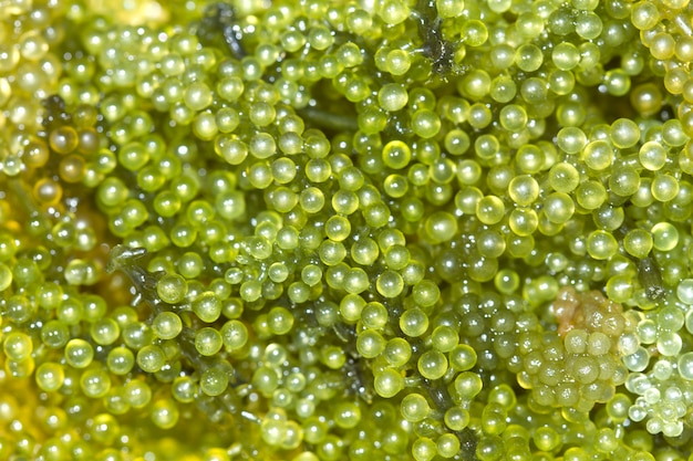 Grüner Kaviar (Caulerpa lentillifera)