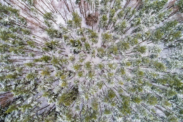 Foto grüner kiefern- und fichtenwinter verschneiter wald. luftaufnahme.