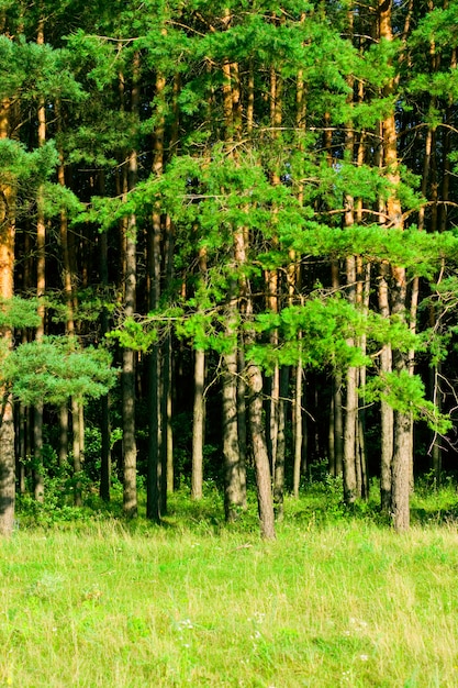 Grüner Kiefernwaldhintergrund