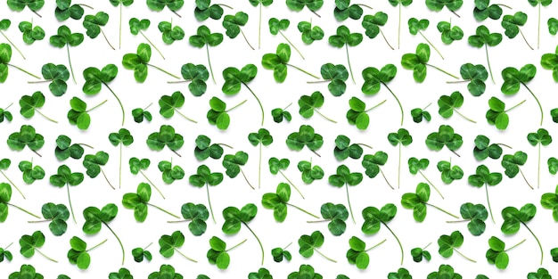 Grüner Klee, das Symbol des Feiertags St. Patrick's Day.
