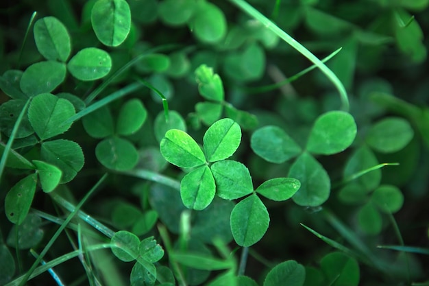 Grüner Klee verlässt Nahaufnahme im Gras Natürlicher Musterhintergrund St. Patricks Day