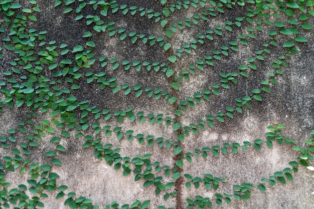 Grüner Kletterer oder Kletterer, der auf eine alte schmutzige Betonmauer klettert, die als natürlicher Hintergrund oder Textur verwendet wird