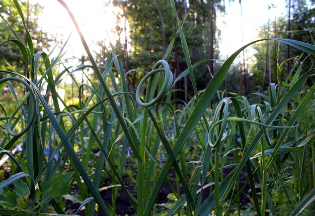 Grüner Knoblauchpfeilgarten