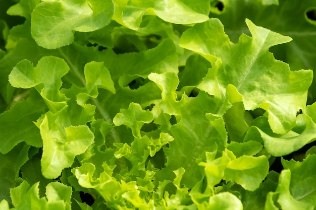 Grüner Kopfsalat im Gemüsegarten.