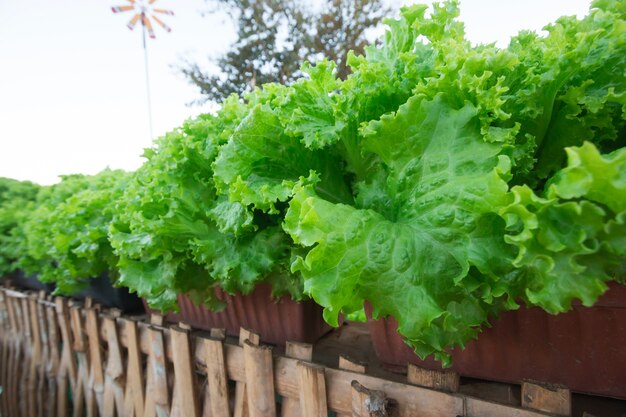 grüner Kopfsalat Keine Chemikalien