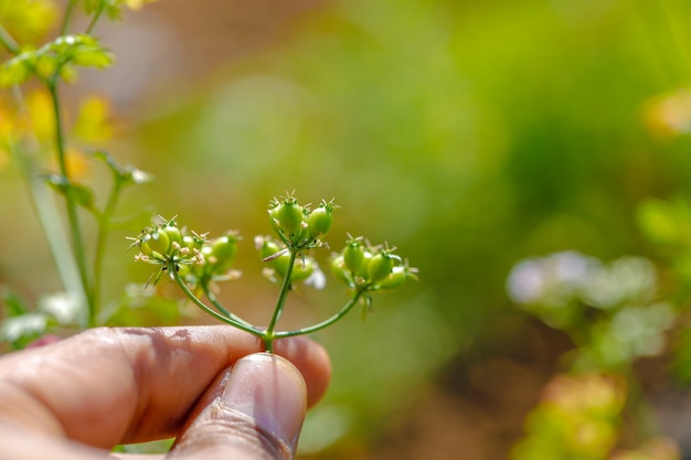 grüner Koriander in der Hand