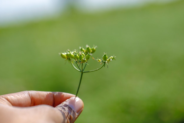 grüner Koriander in der Hand