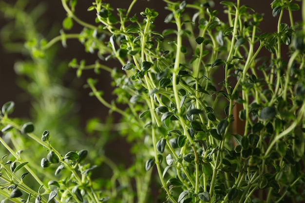 Grüner Kräutenthymian und selektiver Fokus, Nahaufnahme