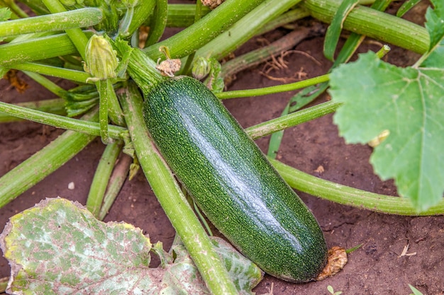 Grüner Kürbis, der im Garten wächst