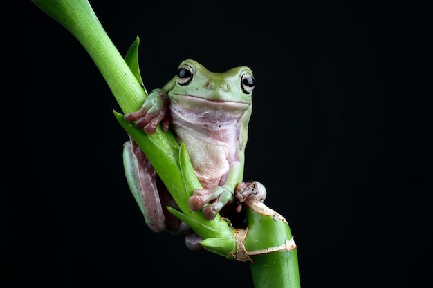 Grüner Laubfrosch auf schwarzem Hintergrund australische Laubfrösche