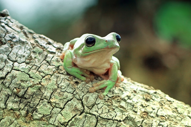 grüner Laubfrosch, dumpy Frosch, papua grüner Laubfrosch