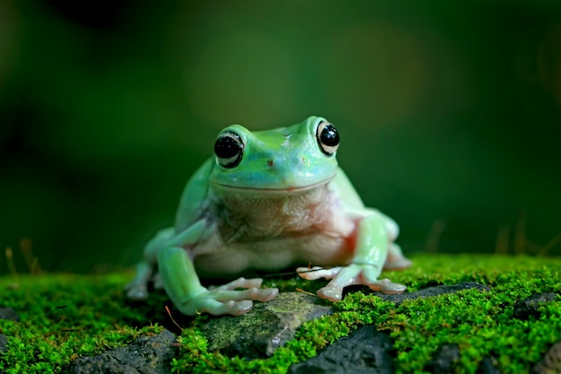 grüner Laubfrosch, dumpy Frosch, papua grüner Laubfrosch