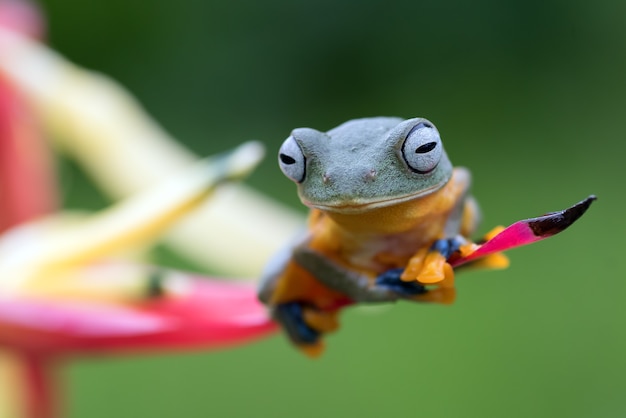 Grüner Laubfrosch thront auf einem Blütenblatt