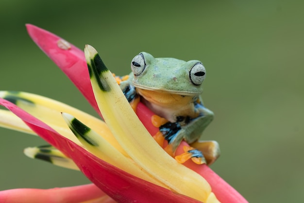 Grüner Laubfrosch thront auf einem Blütenblatt