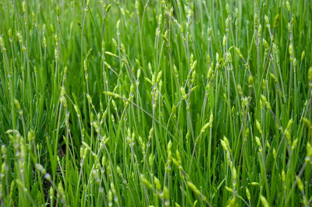 Grüner Lavendelblumenhintergrund Abschluss oben