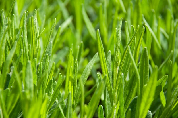 Grüner Lavendelblumenhintergrund. Nahansicht