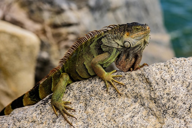 Grüner Leguan, auch bekannt als die pflanzenfressende Eidechsenart des amerikanischen Leguans der Gattung Iguana