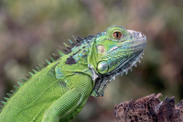 Foto grüner leguan auf ästen eines baumes