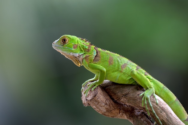 Grüner Leguan auf einem Ast