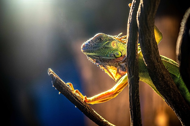 Grüner Leguan hautnah