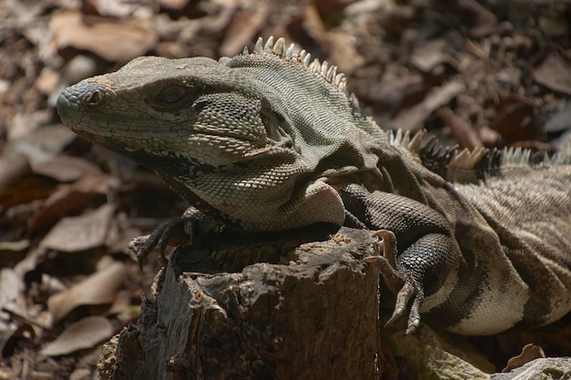 Grüner Leguan im Unterholz