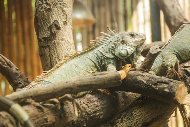 Grüner Leguan (Leguanleguan), auch als amerikanischer Leguan bekannt, ist ein großer Baumbaum