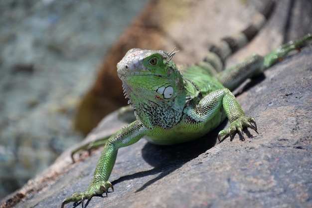 Grüner Leguan macht Liegestütze auf einem Felsen