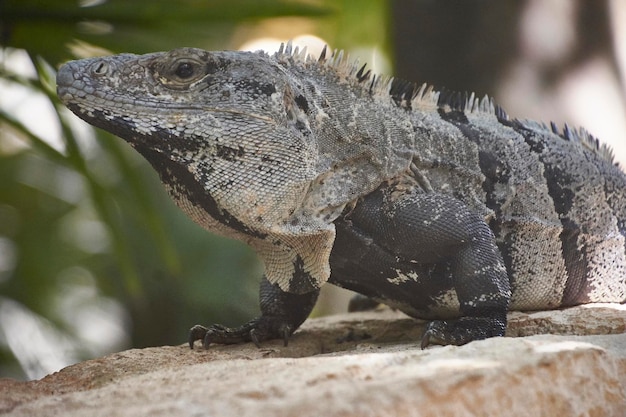 Grüner Leguan von Mexiko