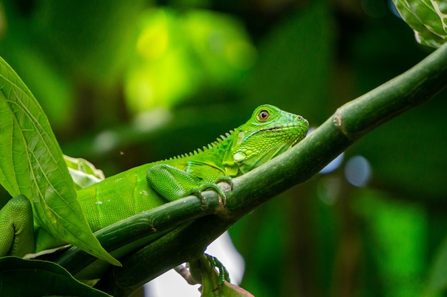 Grüner Leguan