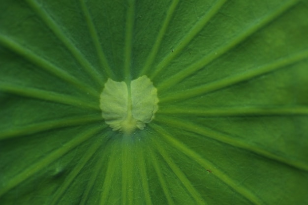 Grüner Lotosblatthintergrund