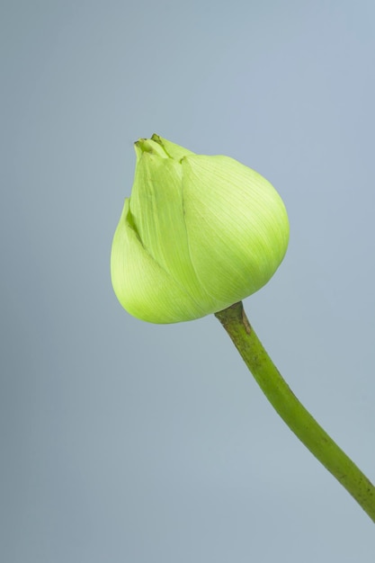 Grüner Lotus, der noch nicht vom Hintergrund getrennt blüht