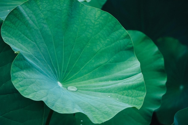 Grüner Lotusblatthintergrund Grüne Blattbeschaffenheit