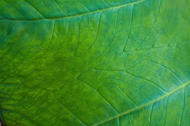 Grüner Lotusblatthintergrund Grüne Blattstruktur Muster aus grünen Blättern für den Hintergrund