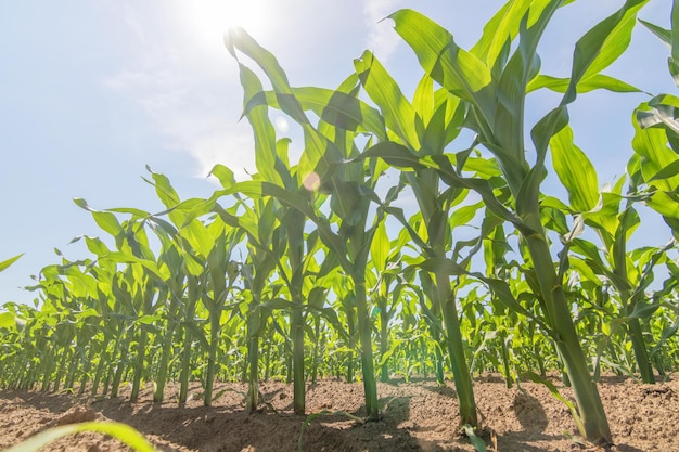 Grüner Mais, der auf dem Feld wächst. Grüne Maispflanzen.