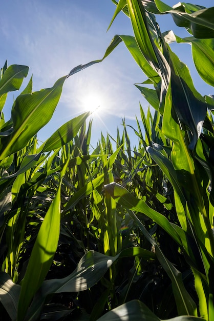 Grüner Mais, der von Sonnenlicht beleuchtet wird