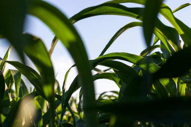 grüner Mais im Frühjahr