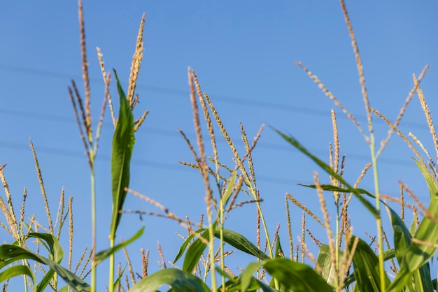 Grüner Mais im Sommer vor blauem Himmel unreifer grüner Mais auf dem Feld in der Sommersaison