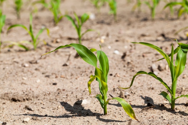 Grüner Mais. Landwirtschaftliches Frühlingsfeld mit grünem Maisanbau. Frühling.