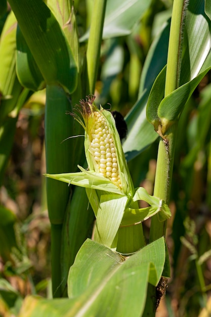 grüner Mais