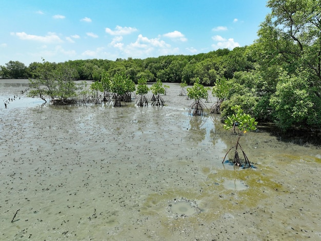 Grüner Mangrovenwald und Watt an der Küste Mangroven-Ökosystem Natürliche Kohlenstoffsenken Mangroven