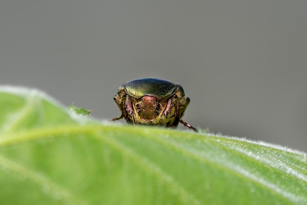 Grüner metallischer Käfer Cetonia aurata