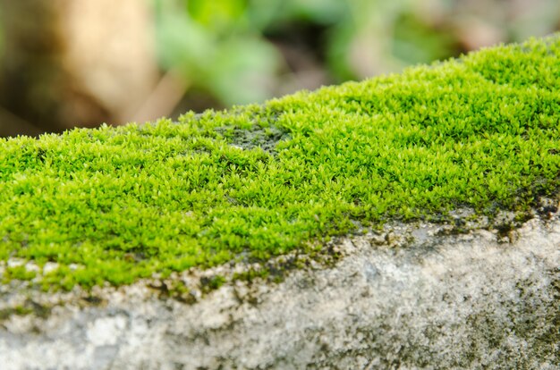 Grüner mos auf der Zementwand