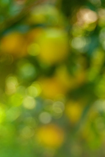 Grüner natürlicher Hintergrund von unscharfem Wald oder Bokeh